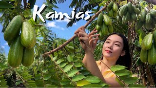 Picking and Cooking Kamias or Bilimbi Fruit  Province Life Philippines [upl. by Luana]