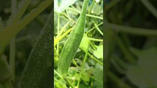 Ladies finger farming  village farming  vegetables village farmer farming food vlog [upl. by Allesor755]