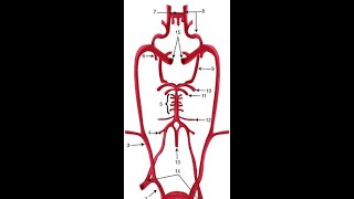 Arterial Supply of Brain Clinicals [upl. by Certie]