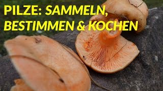 Alles über Pilze Sammeln Bestimmen amp Kochen Edelreizker MaronenRöhrling  WildpflanzenTV [upl. by Zaraf]