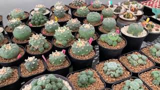 Lophophora Nursery [upl. by Budworth]