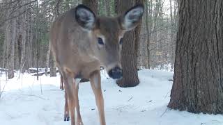 Trail Cam Compilation 20232024 [upl. by Arianne]