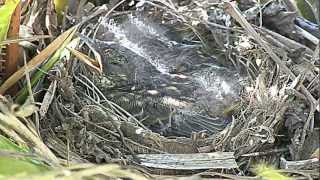 Cape RobinChat Nestling [upl. by Dorita]