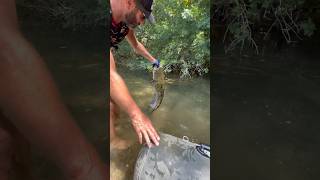 J’offre ma main à ce silure resté près du Float tube après la release 😱 noodling fishing catfish [upl. by Hoppe476]