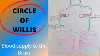 Circle of Willis [upl. by Leorsiy39]