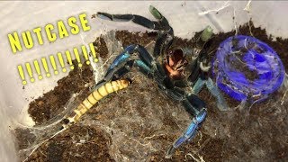 Tarantula Feeding Video 25  Crazy [upl. by Attenrad733]