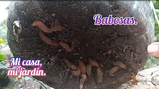 NOS INVADEN LAS BABOSAS 🤮 MI CASA MI JARDIN [upl. by Marmaduke55]