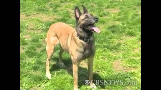 Belgian Malinois The dog used in bin Laden raid [upl. by Naened842]