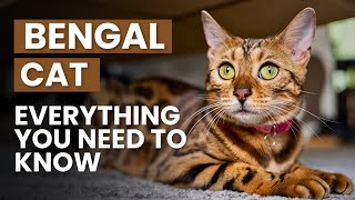 Bengal Cat  Everything You Need to Know [upl. by Euginom]