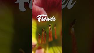 The Flower Show flowers funnyshow flowershow sketchcomedy bizarre absurd shorts [upl. by Sitoeht]