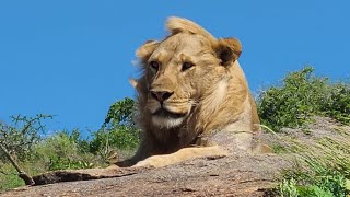 The Leading national park ‎TanzaniaUnforgettable nationalgeographic2 [upl. by Favata]