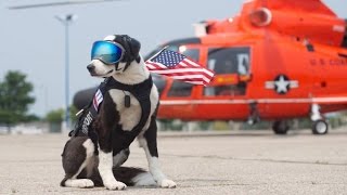 Border Collie Works Full Time Keeping Airport Runways Clear for Planes [upl. by Inesita81]