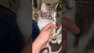 Melissa cat hisses funny cat [upl. by Green]