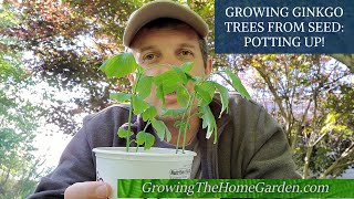 Growing Ginkgo Trees from Seeds Ginkgo biloba [upl. by Anneyehc]