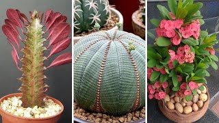 21 espécies de Euphorbia para Identificação euphorbia plantassuculentas [upl. by Shanon]