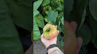 Harvesting Some Of My Brandywine Pink Tomatoes pepplespotager [upl. by Pomfrey]