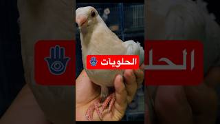 الحلويآت السحن 🪬 لوفتعمرواشرف shortvideo foryou [upl. by Silohcin]