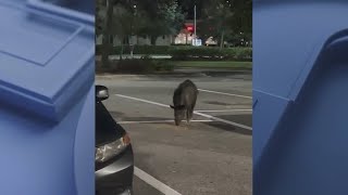 Wild hog spotted roaming Publix parking lot in Florida [upl. by Yedarb]