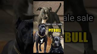 Rs6000 only  Xl black pitbull  shorts viralvideo dogvideo pitbull [upl. by Amadus]