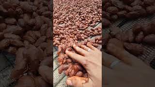 Fermented cacao no need to wash with water [upl. by Wernsman277]