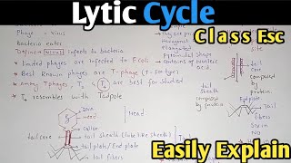 Lytic Cycle Of Bacteriophage Fully Explained In Urdu  Class 11 Biology [upl. by Domel]