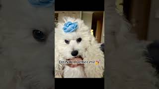 Its MONDAY  dog dogtime puppy puppylife bishonfrise doglover funny shorts trending [upl. by Yenwat]