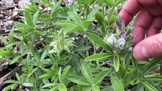 Prairie Turnip Psoralea esculenta Update [upl. by Attelrahs]