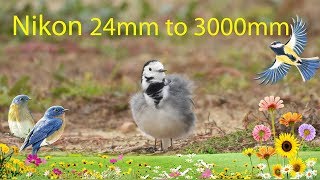 Nikon P1000 24mm to 3000mm  Zoom Test 4K  Little White Wagtail [upl. by Cheke]