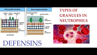 L26 Function of Defensins Granules in Neutrophils [upl. by Yahska]