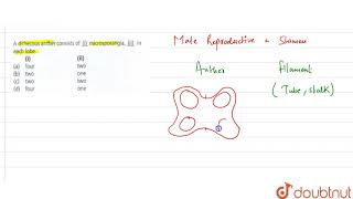 A dithecous anther consists of uli microsporangia ulii in each lobe  12  SEXUAL REP [upl. by Cela]