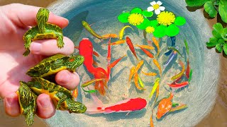 Catching Rare Turtle Nest In Tiny Pond Pencil Fish Aquarium Fish Neon Fish PingPong Pearl Fish [upl. by Hendrik]