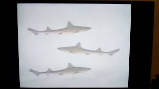 Opening to Eyewitness Shark 2003 DVD [upl. by Nnylsor338]