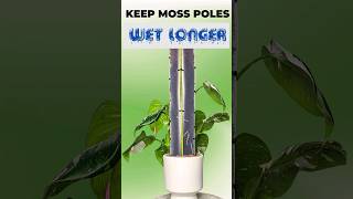 Ditch the Standard Moss Pole  Heres How I make My Pole Stay Moist [upl. by Eanert100]