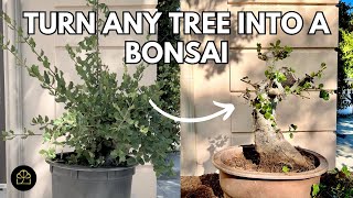 How to Turn ANY Tree into a Bonsai [upl. by Thelma]