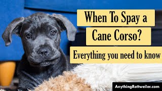 When To Spay a Cane Corso [upl. by Ravi]