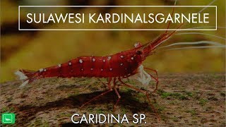 SULAWESI KARDINALSGARNELE  Caridina Sp  GarnelenTv [upl. by Ytima527]