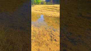 rivulet revelry stream pond beautyofnature mountainstream rivertrail [upl. by Renee642]