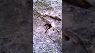 Tarantula Gave Me The Slip at Lost Maples State Natural Area Vanderpool Texas [upl. by Tihor]