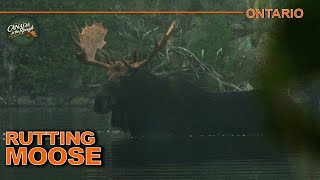 Up close with Northern Ontario Moose EPIC Encounters  Canada in the Rough [upl. by Ettenom725]