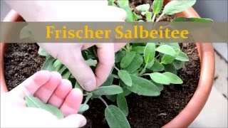 Salbeitee selber machen ❤ Frisch aus dem Garten ☼ [upl. by Eiralc147]