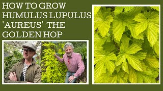 How to grow Humulus lupulus Aureus or the Golden Hop [upl. by Renee]