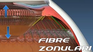 Zonular Fibers  Accomodation  Sub  ENG   Anatomy and Histology part 1 [upl. by Pilar958]