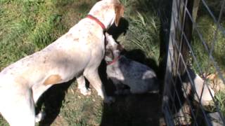 Bambi meets Godzilla Bull Arab dog Vs Cattle X pup Meeting [upl. by Vale443]