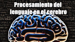 Un reciente estudio reveló una parte desconocida del procesamiento del lenguaje en el cerebro [upl. by Nnylsor]