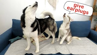 My Husky Dog Sings To the Harmonica Funny Reaction Of a Husky Puppy [upl. by Kerns]