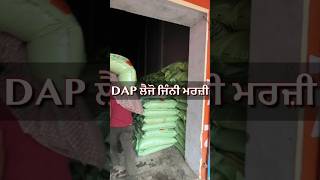 DAP shortage for season 2024 paddy agriculture punjabagriculture agriculturefarming dap [upl. by Alekram]