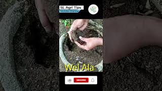 Dioscorea alata cultivation  Wel Ala youtubeshorts SLAgriTips [upl. by Enialb311]