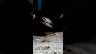 Tanganyika Cichlids Boring shorts fishkeeper fishkeeping fish fishtank aquarium cichlid [upl. by Ait]