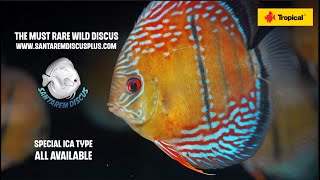 The must Rare Wild Discus [upl. by Rayle]