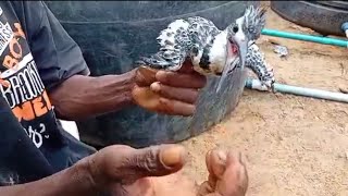 Kingfisher bird caught trying to feed on catfish [upl. by Alexandra]